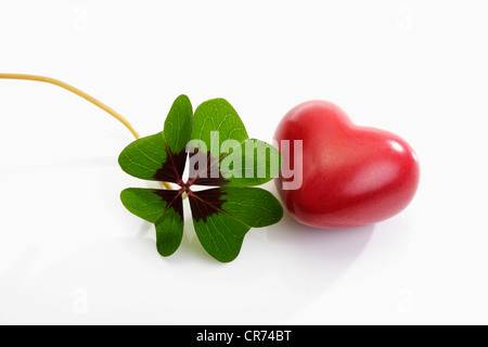 Vierblättriges Kleeblatt mit Herz auf weißem Hintergrund Stockfoto