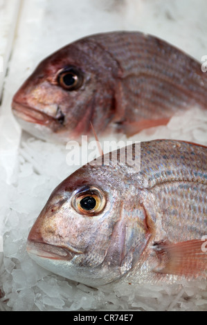 Goldbrasse (Sparus Aurata), auf dem Eis Stockfoto