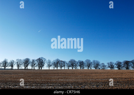 Allee von Linden im Winter, Stoppeln Feld vor, Rhena, Mecklenburg-Western Pomerania, Deutschland, Europa Stockfoto