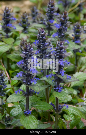 Signalhorn Blume, Ajuga in einem Garten Stockfoto