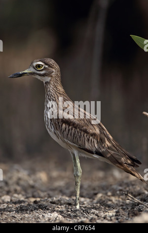 Senegal Thick-knee (Burhinus Senegalensis) Stockfoto