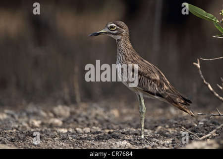 Senegal Thick-knee (Burhinus Senegalensis) Stockfoto