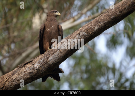 Gelb-billed Kite (Milvus Parasitus) Stockfoto