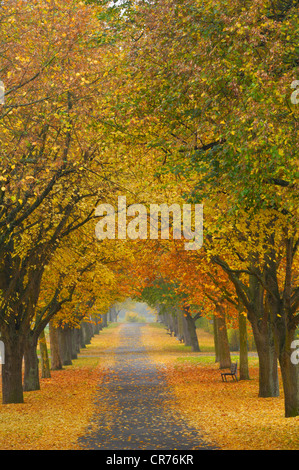 Großer-blättrig Linden (Tilia Platyphyllos), von Bäumen gesäumten Allee im Herbst Stockfoto