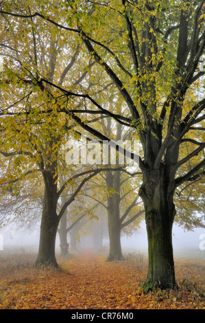 Großer-blättrig Linden (Tilia Platyphyllos), von Bäumen gesäumten Allee im Herbst Stockfoto