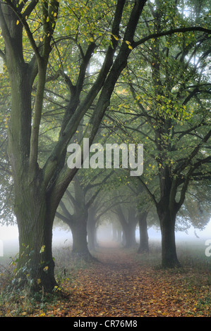 Großer-blättrig Linden (Tilia Platyphyllos), von Bäumen gesäumten Allee im Herbst Stockfoto