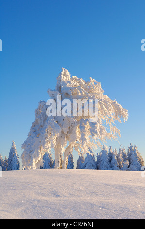Europäische Buche (Fagus Sylvatica) im Schnee, Schwarzwald, Baden-Württemberg, Deutschland, Europa Stockfoto