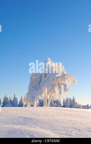 Europäische Buche (Fagus Sylvatica) im Schnee, Schwarzwald, Baden-Württemberg, Deutschland, Europa Stockfoto