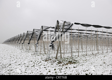 Apfelplantage mit Vogel Netze im winter Stockfoto