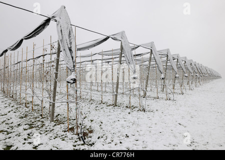 Apfelplantage mit Vogel Netze im winter Stockfoto