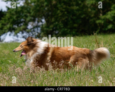 Rough Collie laufen lange Gras, UK Stockfoto