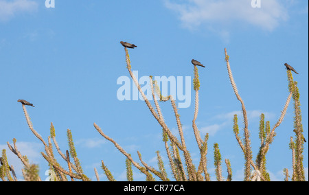 Größere Vasa Papagei Coracopsis Vasa über Alluaudia Procera, Madagaskar Ocotillo, Ifaty, Madagaskar Stockfoto