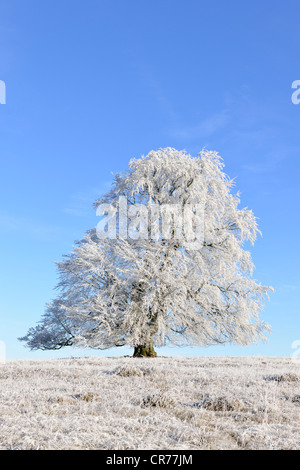 Europäische Buche oder Rotbuche (Fagus Sylvatica), winter Landschaft, Schwäbische Alb, Baden-Württemberg, Deutschland, Europa Stockfoto