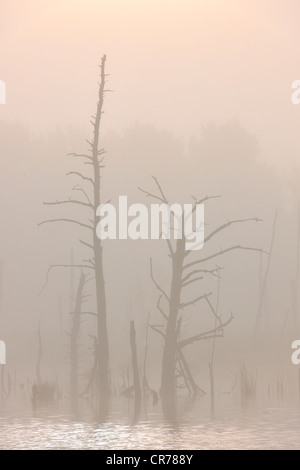 Naturschutzgebiet Schwenninger Moos, im Nebel, Quelle des Neckar, Villingen-Schwenningen, Schwarzwald, Baden-Württemberg Stockfoto