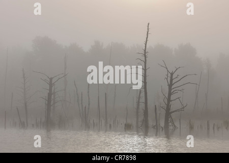 Naturschutzgebiet Schwenninger Moos, im Nebel, Quelle des Neckar, Villingen-Schwenningen, Schwarzwald, Baden-Württemberg Stockfoto