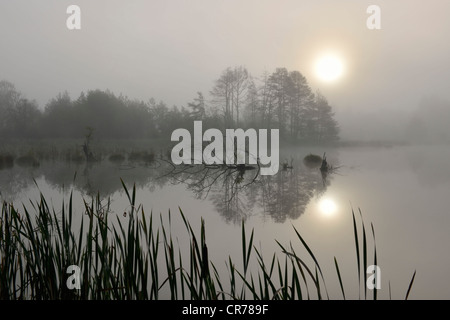 Naturschutzgebiet Schwenninger Moos, im Nebel, Quelle des Neckar, Villingen-Schwenningen, Schwarzwald, Baden-Württemberg Stockfoto