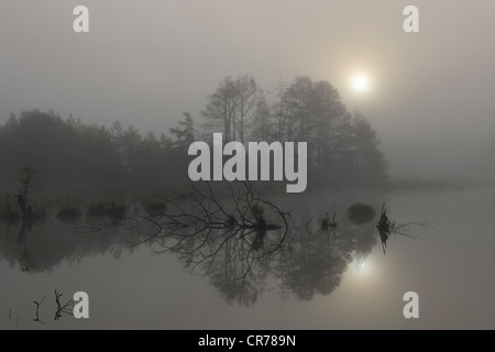 Naturschutzgebiet Schwenninger Moos, im Nebel, Quelle des Neckar, Villingen-Schwenningen, Schwarzwald, Baden-Württemberg Stockfoto