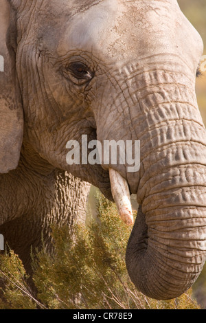 Afrikanischer Elefant Kopf geschossen, Fütterung Stockfoto