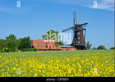 Mühle in den Mühlen und landwirtschaftliches Museum, Lemkenhafen, Fehmarn Insel, Ostsee, Schleswig-Holstein, Deutschland, Europa Stockfoto