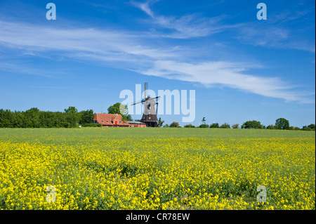 Mühle in den Mühlen und landwirtschaftliches Museum, Lemkenhafen, Fehmarn Insel, Ostsee, Schleswig-Holstein, Deutschland, Europa Stockfoto