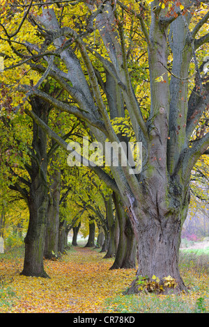 Pappel-Allee mit Pfad im Herbst, Schwarz-Pappel (Populus Nigra), Unterfranken, Franken, Bayern, Deutschland, Europa Stockfoto