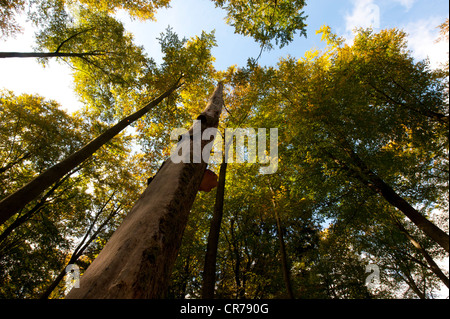 Niedrigen Winkel Schuss von Baumkronen, Wald in der Nähe von Bitburg, Rheinland-Pfalz, Deutschland, Europa Stockfoto