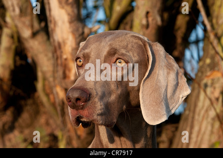 Weimaraner Jagdhund, portrait Stockfoto