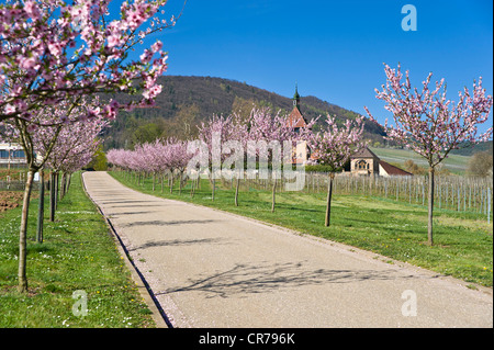 Blühende Mandelbäume (Prunus Dulcis), Geilweilerhof Institut für Traube Zucht, Siebeldingen, Suedliche Weinstraße Bezirk Stockfoto