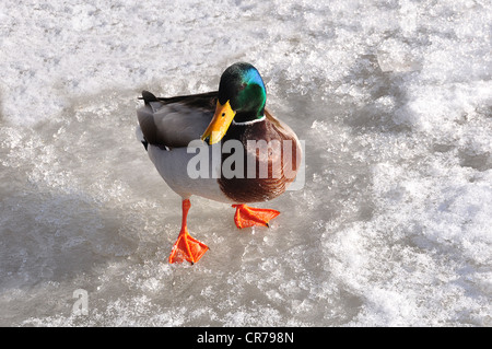 Stockente (Anas Platyrhynchos), Drake, stehend auf dem Eis des Hamburger Hafens im Winter, Hamburg, Deutschland, Europa Stockfoto