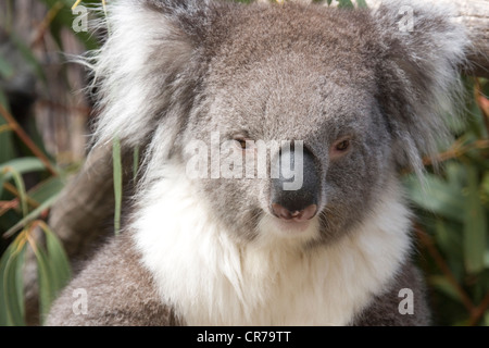 Koala sitzt in der Eukalyptus Stockfoto