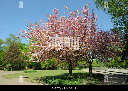 Japanische Kanzan Kirsche (Prunus Serrulata), Blüte, Brandenburg, Deutschland, Europa Stockfoto