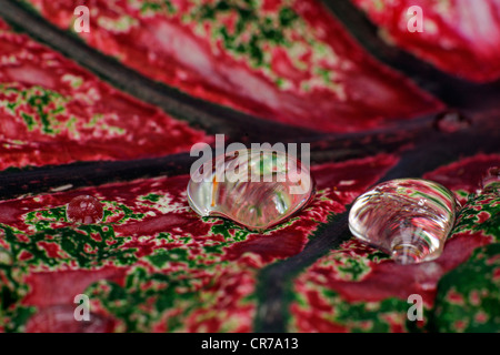 Wassertropfen auf einem Blatt Stockfoto