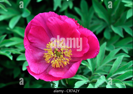 Niedrige Pfingstrose (Paeonia Officinalis Unterart Microcarpa), Südeuropa Stockfoto
