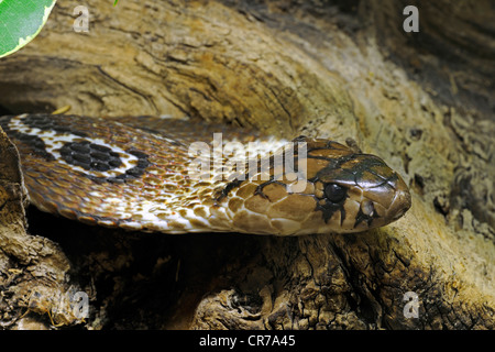 Indische Kobra oder Spectacled Cobra, (Naja Naja Naja), Asien Stockfoto