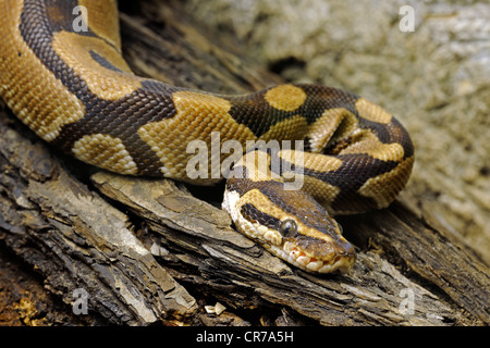 Königliche Python oder Königspython (Python Regius), Afrika Stockfoto