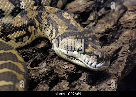 Teppich-Python (Morelia Spilota Variegata), Neu-Guinea, Oceania Stockfoto