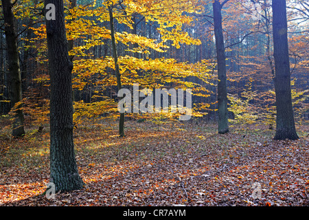 Herbstlich gefärbten Rotbuchen (Fagus), Naturschutzgebiet Briesetal, Brandenburg, Deutschland, Europa Stockfoto