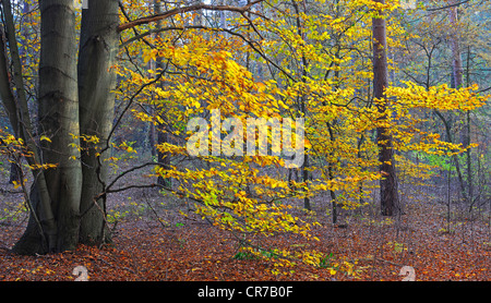 Herbstlich gefärbten Rotbuchen (Fagus), Naturschutzgebiet Briesetal, Brandenburg, Deutschland, Europa Stockfoto