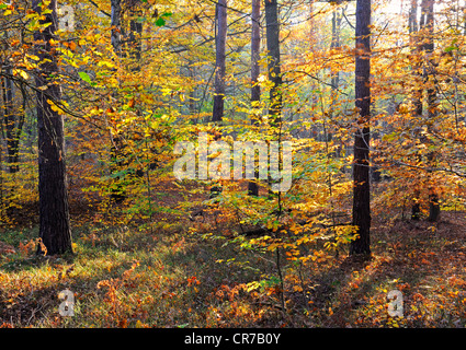 Herbstlich gefärbten Rotbuchen (Fagus), Naturschutzgebiet Briesetal, Brandenburg, Deutschland, Europa Stockfoto