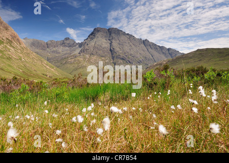 Baumwollpflanzen und Bla Bheinn, Sommer-Szene auf der Isle Of Skye, innere Hebriden, Schottland Stockfoto