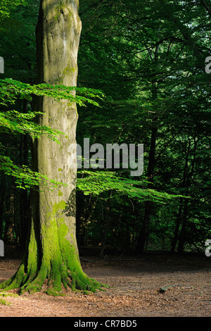 Bemoosten Stamm eines alten Buche (Fagus) Baumes, alten Wald der Sababurg, Hessen, Deutschland, Europa Stockfoto