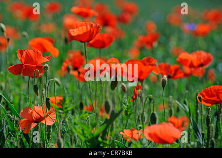 Mohn (Papaver Rhoeas) in einem Weizenfeld Stockfoto