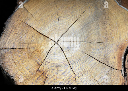 Querschnitt eines Baumstammes zeigt die Jahresringe, Robinie oder falsche Akazie (Robinia Pseudoacacia), Brandenburg Stockfoto