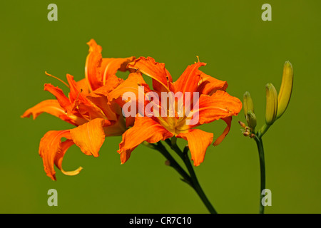 Blumen Taglilien (Hemerocallis), Brandenburg, Deutschland, Europa Stockfoto