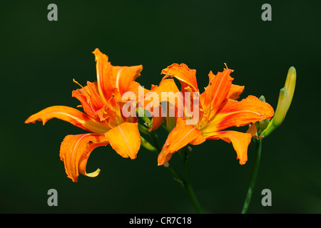 Blumen Taglilien (Hemerocallis), Brandenburg, Deutschland, Europa Stockfoto