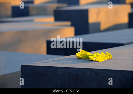 Betonsäulen des Holocaust-Denkmals bei Sonnenaufgang, Denkmal für die ermordeten Juden Europas, Architekt Peter Eisenman Stockfoto