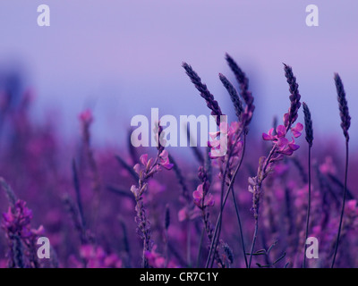 Feld der rosa Blumen sainfoin, Onobrychis viciifolia. Wildblumen Hintergrund. Landwirtschaftlicher Ansatz. Blühende Sainfoin oder Heiliger Klee Wildblumen. Stockfoto