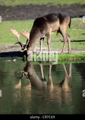 Damhirsch (Dama Dama), Reife Buck, trinken aus Teich auf einer Waldlichtung, Spiegelung im Wasser, Brandenburg, Deutschland, Europa Stockfoto