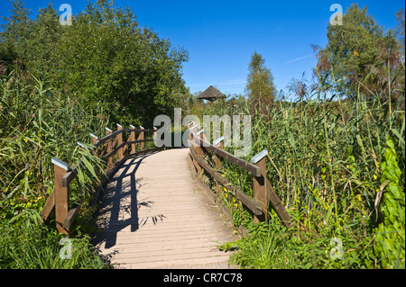 Quelle des Neckars, Schwenninger Moos Marsh, Natur-reserve, Villingen Schwarzwald, Baden-Württemberg Stockfoto