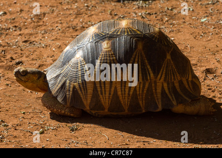 ausgestorbene Schildkröte Astrochelys Radiata, Berenty, Madagaskar Stockfoto